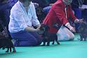 Crufts_dachshunds 174